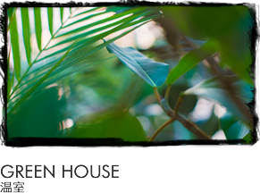 GREEN HOUSE 温室